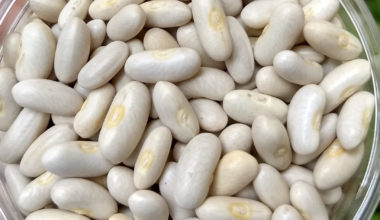 White kidney Beans